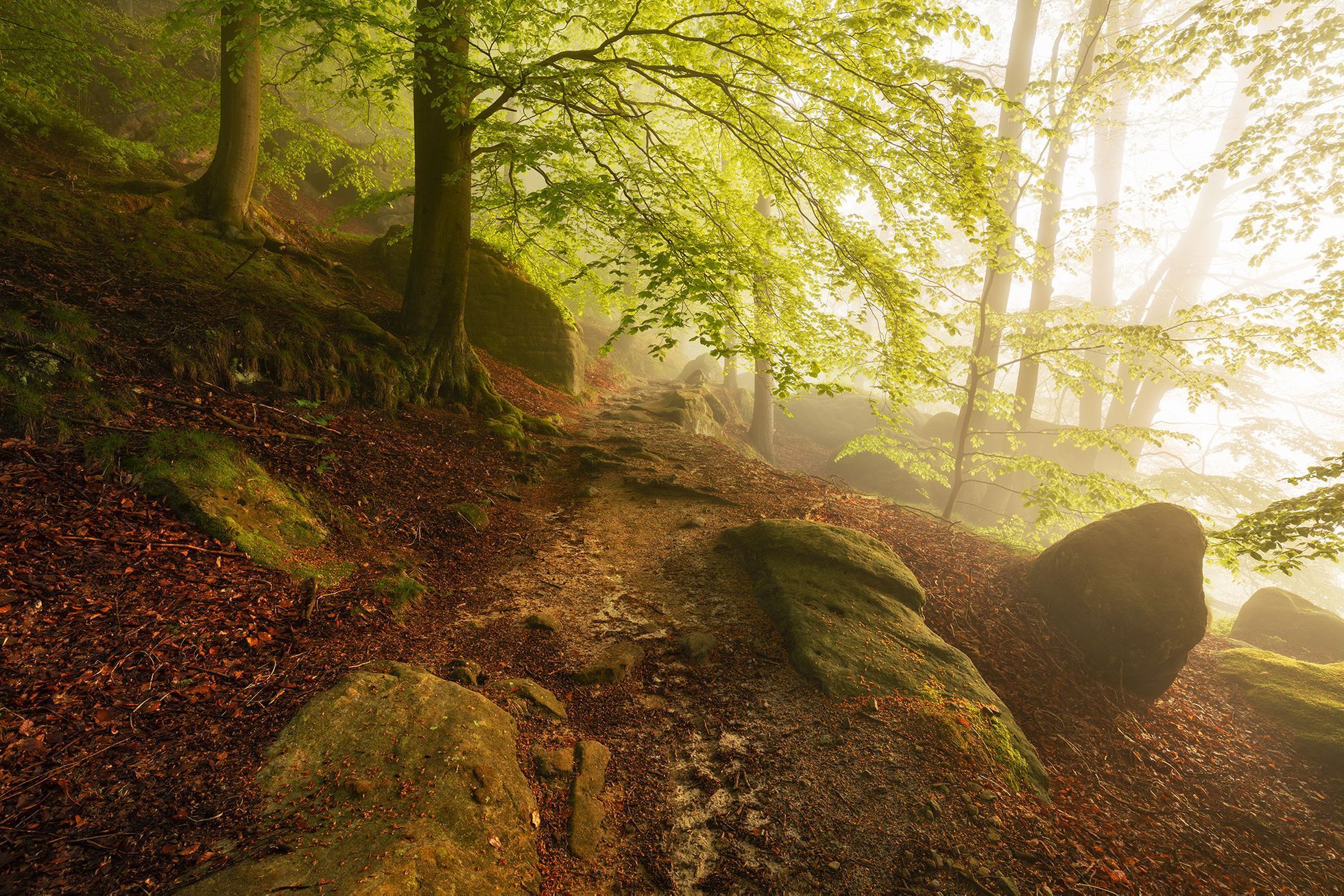 Martin Rak: české lesy na fotografiích
