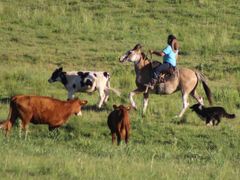 Vnitrozemí Uruguaye, to jsou krávy, koně, krávy, kovbojové zvaní gaúchos, krávy, krávy...