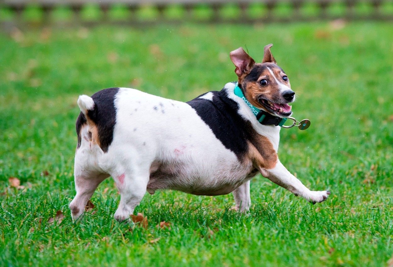 tlusta zvirata, zena