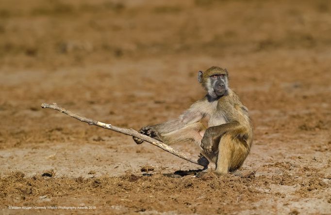 Finalisté soutěže Comedy Wildlife Photography Awards 2019