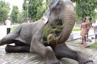 Zachráněný slon Raju má nový domov. Ztratil ale víru v lidi