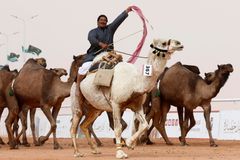 Soutěž krásy v Saúdské Arábii opustilo 12 velbloudů. Majitelé je zkrášlovali botoxem