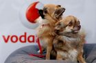 Nejdražší české parohy: Vodafone za ně platí 5 milionů
