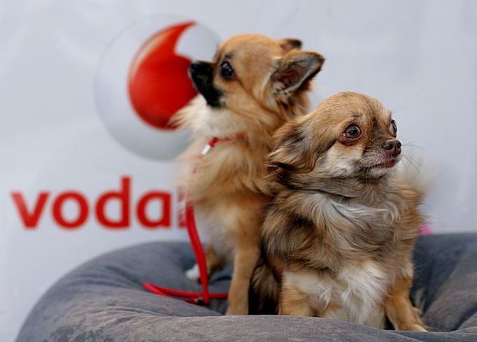 Živí maskoti předvánoční reklamní kampaně společnosti Vodafone.