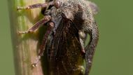 Ostnohřbetka křovinná (Centrotus cornutus) je jeden ze tří českých zástupců čeledi ostnohřbetkovití (z nichž jeden je invazní). Pro ostnohřbetky jsou typické různé výrůstky a trny na předohrudi. Jejich tvarová a barevná rozmanitost je největší v tropech.