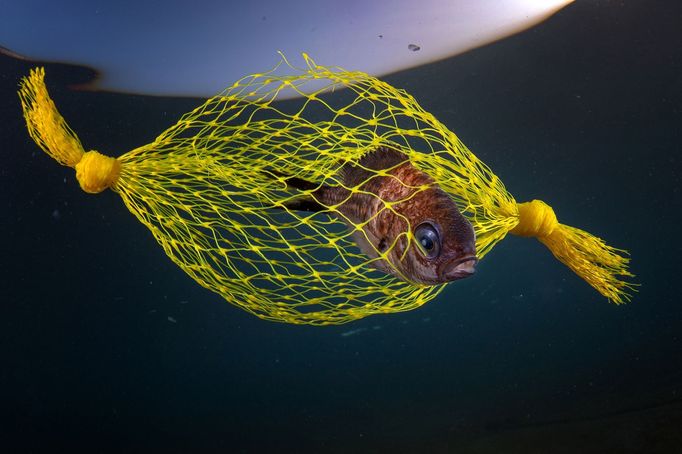 Vítězové soutěže Underwater Photographer of the Year 2021