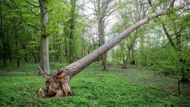 Právě Vůznice se nabízí jako příklad toho, jak by mohlo v budoucnu vypadat celé okolí poté, co se stane národním parkem. 