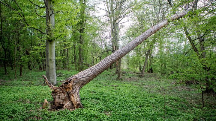 Za sto let zde bude "prales". Na procházce po budoucím národním parku na Křivoklátsku; Zdroj foto: Honza Mudra