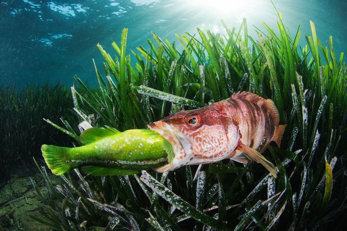 Vítězové fotografické soutěže Underwater Photographer of the Year 2022