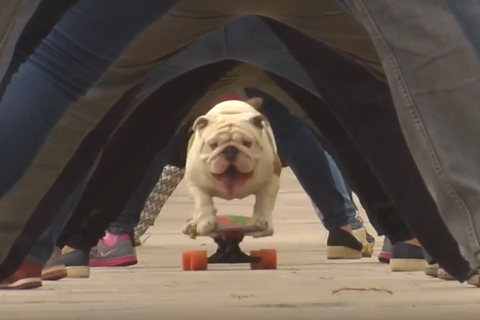 Buldok Otto Je Novym Rekordmanem Na Skateboardu Projel Nejdelsim Lidskym Tunelem Aktualne Cz