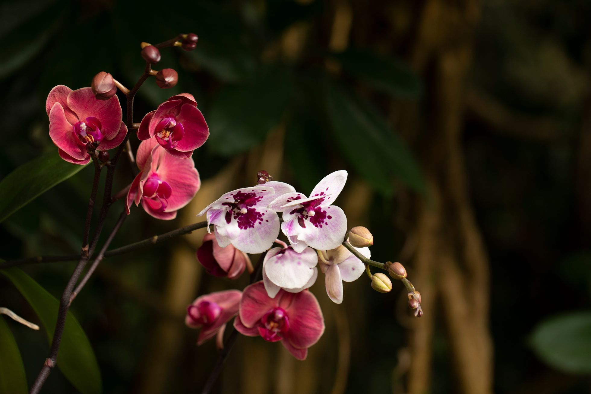 Botanická zahrada, fata morgana