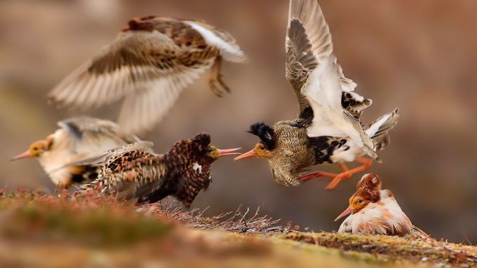 Důležité je vědět hodně o přírodě a zvířatech, abyste je mohli zachytit v zajímavých pozicích, říká Ondřej Pelánek, který vyhrál prestižní ocenění Wildlife Photographer of the Year. Fotí od osmi let.