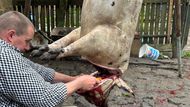 První zářez je hlava. Když je řezník šikovný, není potřeba nic sekat, stačí ostrý nůž a znalosti prasečí anatomie.