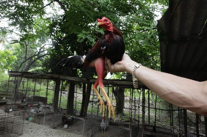 A man holds a cockerel at a fighting cock breeding center on the outskirts of Havana June 16, 2012. In Cuba, it's legal to own cocks, it's legal to train them to fight and it's legal to fight them, but since the 1959 Cuban Revolution all forms of betting and gambling have been strictly forbidden. But betting on cock fights is an activity so popular among Cubans that stopping it would pose a huge challenge for the authorities and would be counterproductive to keeping law and order. Picture taken June 16, 2012. REUTERS/Desmond Boylan (CUBA - Tags: SOCIETY ANIMALS) ATTENTION EDITORS PICTURE 23 OF 23 FOR PACKAGE 'BETTING ON CUBA'S FIGHTING COCKS' . TO FIND ALL PICTURES SEARCH 'FIGHTING COCKS' Published: Čec. 2, 2012, 12:34 odp.