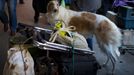 Westminster Kennel Club's Dog Show v New Yorku