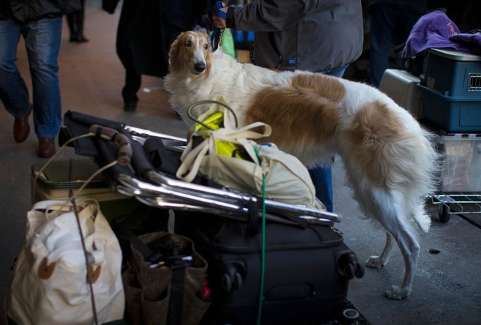 Westminster Kennel Club's Dog Show v New Yorku