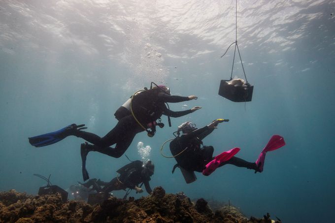 Potápěči - profesionální vědci - odebírají ze dna oceánu korály nakažené nemocí.