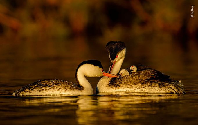 Wildlife Photographer of the Year, nominace na cenu veřejnosti