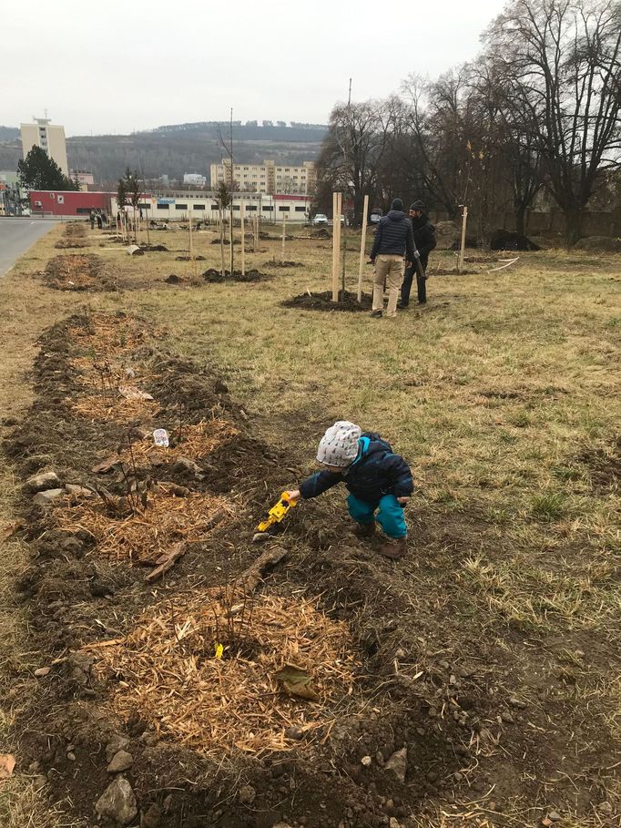 Sázení stromů v budoucím komunitním parku Na Paloučku v Berouně.