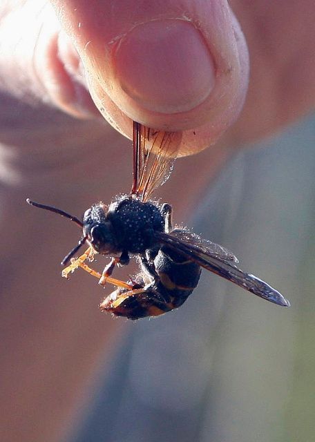 Vespa velutina