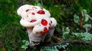 Lošákovec palčivý (Hydnellum peckii)