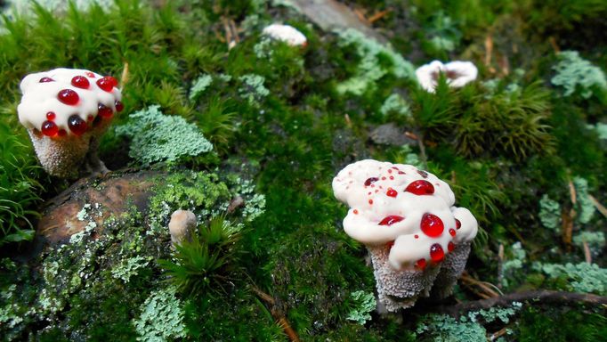 Lošákovec palčivý (Hydnellum peckii)