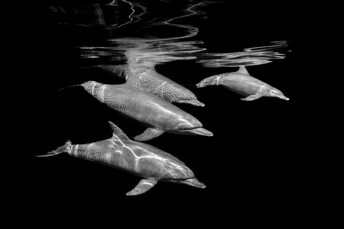 Vítězové soutěže Underwater Photographer of the Year 2024