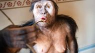 Do Prahy se dostaly skutečné světové unikáty, slavná Lucy a o 150 tisíc let starší Selam. Fosilie zapůjčilo Národní muzeum Etiopie v Addis Abebě. Cestují jen výjimečně, a tak je jejich přítomnost v Evropě malou senzací.