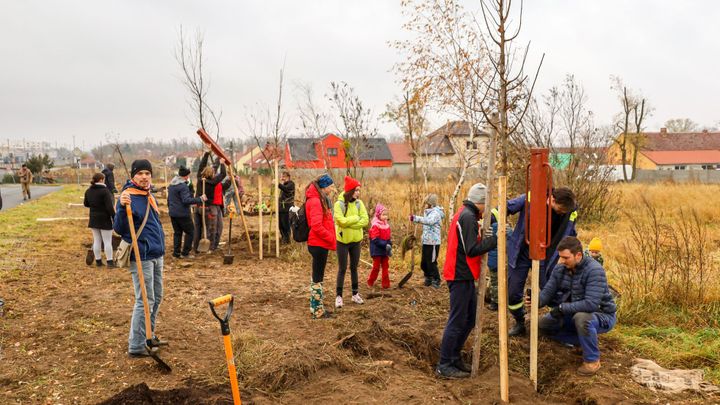 Do krajiny zpustošené po tornádu se vrací stromy. Užije si je až další generace; Zdroj foto: Pavel Novotný