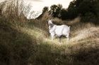 Koza domácí (Capra aegagrus hircus) je menší sudokopytník chovaný pro mléko a maso téměř po celém světě. My jsme si pro naše focení vybrali českou bílou kozu jménem Ofélie, která váží 50 kg. Obézní koza má na finální fotografii zhruba 120 kg.