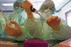H5N1 zatím masově nevraždí, ale hrozí