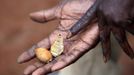 John Dimo, a traditional witch-doctor, holds up mystical artefacts he says represents U.S. President Barack Obama and his Republican rival Mitt Romney as he performs an ancient rite to predict the outcome of the U.S. elections in Kogelo village, Nyangoma Kogelo, 430 km (367 miles) west of Kenya's capital Nairobi, November 5, 2012. Kogelo is the ancestral home of Obama. Dimo, about 115-years-old, says he knew Obama's father who was buried in the village in 1982. The former army officer says he inherited his trade as a witch-doctor from his father in 1962 and is certain his rite will help favour Obama in the U.S. elections. Four years ago, Kogelo, and Africa in general, celebrated with noisy gusto when Obama, whose father came from the scattered hamlet of tin-roofed homes, became the first African-American to be elected president of the United States. Looking across the Atlantic to the November 6 presidential election, the continent is cooler now towards the "son of Africa" who is seeking a second term. There are questions too whether Romney will have more to offer to sub-Saharan Africa if he wins the White House. To match Analysis AFRICA-USA/ELECTION REUTERS/Thomas Mukoya (KENYA - Tags: SOCIETY POLITICS ELECTIONS USA PRESIDENTIAL ELECTION) Published: Lis. 5, 2012, 4:01 odp.