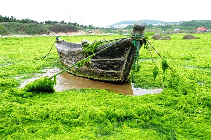 Seaweed Approaches Qingdao Coast QINGDAO, CHINA - JUNE 27: (CHINA OUT) A beach and boat are seen covered in green seaweed on June 27, 2012 in Qingdao, China. A large area of green seaweed called enteromorpha prolifera, has approached the Qingdao coast. The algae, is non-poisonous and harmless for water quality but may threaten marine life and coastline tourism.