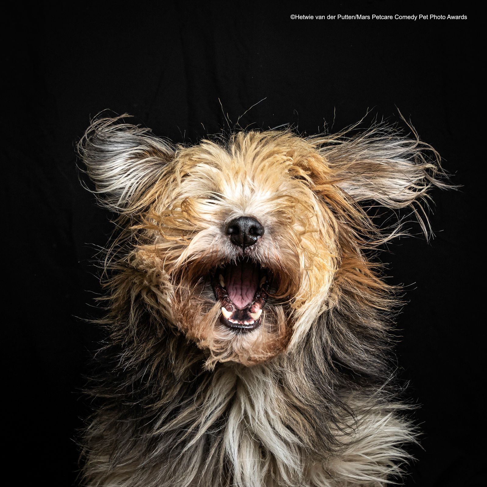Veselé fotky domácích mazlíčků ze soutěže Mars Petcare Comedy Pet Photography Awards 2020