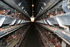 Francouzské supermarkety přestanou prodávat vejce z klecí. Lidé více řeší, jak zvířata žijí