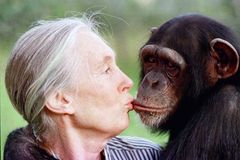 Jak se dostat do šimpanzí tlupy. Goodallová v knize vzpomíná na život v pralese