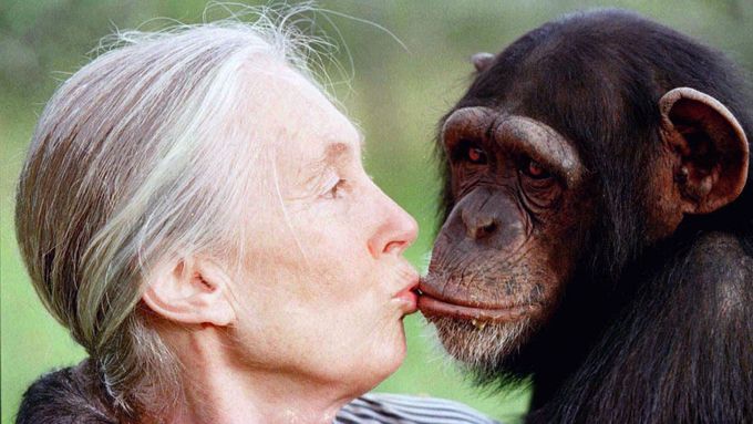 Jane Goodallová líbá šimpanzici Tess v rezervaci Sweetwaters nedaleko keňského Nairobi, prosinec 1997.