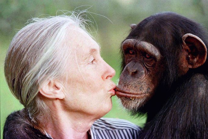 Jane Goodallová líbá šimpanzici Tess v rezervaci Sweetwaters nedaleko keňského Nairobi, prosinec 1997.