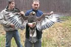 Případ postřeleného orla: policie lovce nenašla
