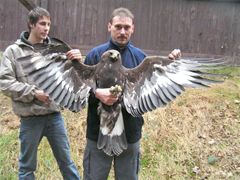 Radim Maloušek ze Stanice na záchranu volně žijících živočichů v Bartošovicích drží postřelenou orlí samici.