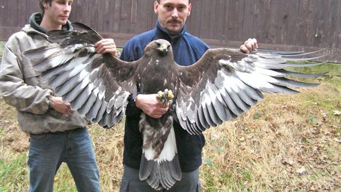 Jednoho ze čtveřice vypuštěných orlů postřelil v listopadu 2006 neznámí lovec.