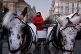 Na Staroměstském náměstí se koně střídají ve dvou směnách. Ta první sem přijíždí na desátou hodinu ranní a odjíždí ve čtyři odpoledne, kdy se střídá s těmi, co v centru Prahy zůstávají do desáté večer.