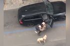 Řidič Boltu násilím vyhodil z auta nevidomou ženu, vadil mu její vodicí pes