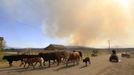 Ranchers herd cattle through town to a new location after fire officials ordered the evacuation of Fairview, Utah as the Wood Hollow fire approaches the town June 26, 2012. More than 500 structures have been threatened by the Wood Hollow fire, forcing up to 1,500 people from homes. REUTERS/George Frey (UNITED STATES - Tags: ENVIRONMENT DISASTER ANIMALS TPX IMAGES OF THE DAY) Published: Čer. 27, 2012, 12:04 dop.