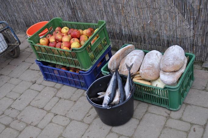 Zvířata si při krmení pochutnají na ovoci, pečivu i celých rybách.