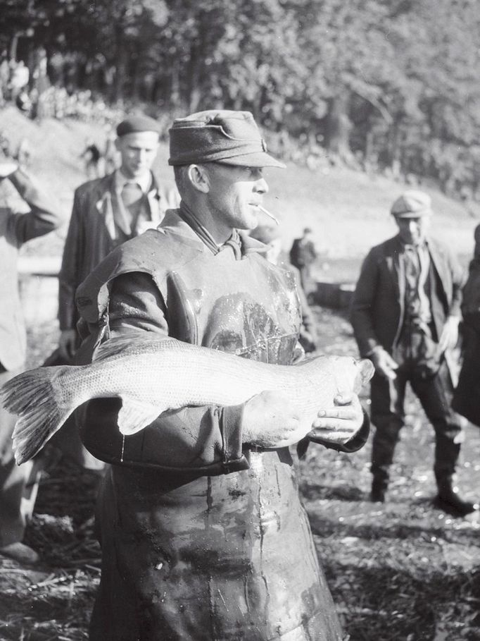 Štika ulovená při výlovu Rožmberka, 17. 10. 1949