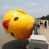 Fotogalerie: Tak vypadá gigantická kachna z plastu, která vás ohromí