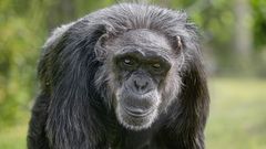 safari park šimpanz věda