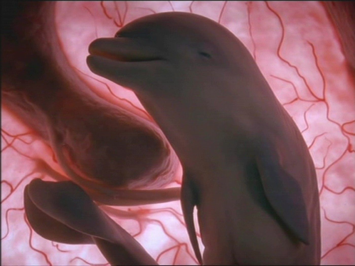 Fotografie nenarozených zvířat v děloze