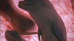 Jak vypadá pes, slůně nebo delfín v těle matky?